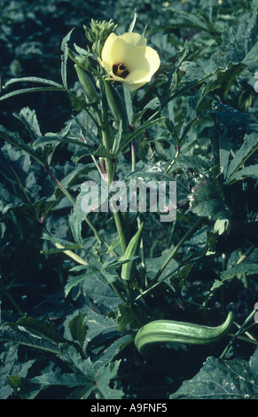 Gobo, okra (Hibiscus Esculentus, Abelmoschus esculentus), la fioritura. Foto Stock