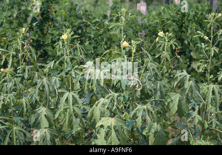 Gobo, okra (Hibiscus Esculentus, Abelmoschus esculentus), la fioritura. Foto Stock