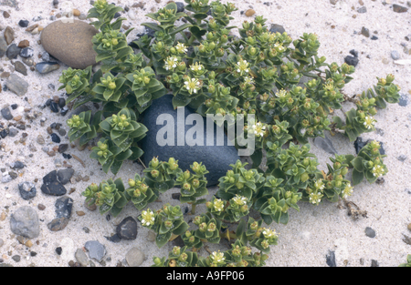 Sandwort mare, mare chickweed (Honckenya peploides), la fioritura. Foto Stock