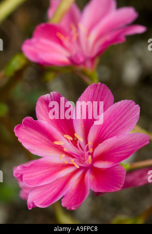 Fiore (Lewisia cotiledone) Cultivar Foto Stock