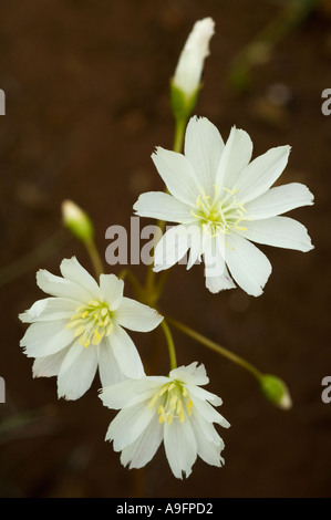 Fiore (Lewisia oppositifolia) Illinois Wild Scenic River, Siskiyou Mountains, Southern Oregon Foto Stock