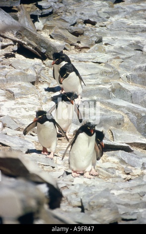 Pinguino saltaroccia Eudyptes chrysocome arrampicate in roccia isola Falkland Sea Lion Island punto saltaroccia Foto Stock