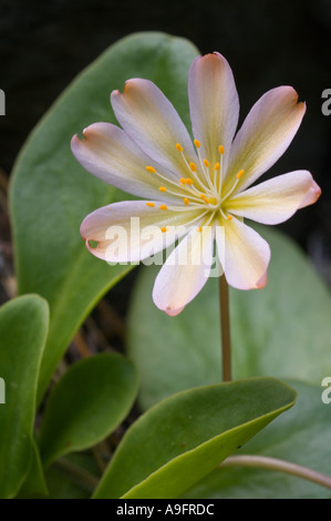 FLOWER LEWISIA Lewisia tweedyi WENATCHEE ROCK ROSE Eastern Cascade Mountains WA può Foto Stock