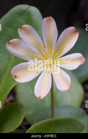 FLOWER LEWISIA Lewisia tweedyi WENATCHEE ROCK ROSE Eastern Cascade Mountains WA può Foto Stock