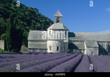 Campo di lavanda di fronte all'abbazia cistercense di Senanque, costruito 1148, Francia Provenza. Foto Stock