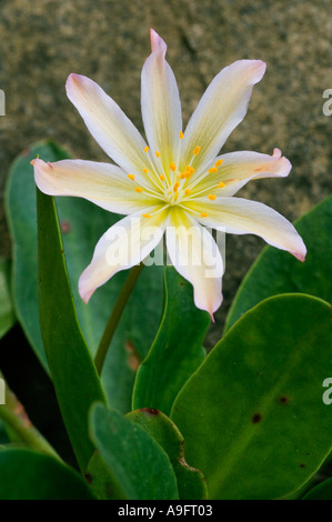 FLOWER LEWISIA (Lewisia tweedyi) WENATCHEE ROCK ROSE, Est Le Cascade Mountains, WA può Foto Stock