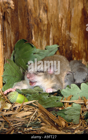 Moscardino commestibili, commestibili nessuno ghiro, grasso ghiro, scoiattolo-tailed ghiro (Glis glis), in tane con youngs, Germania Foto Stock