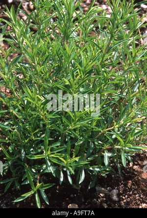 Santoreggia, nepitella (Satureja hortensis), abitudine Foto Stock
