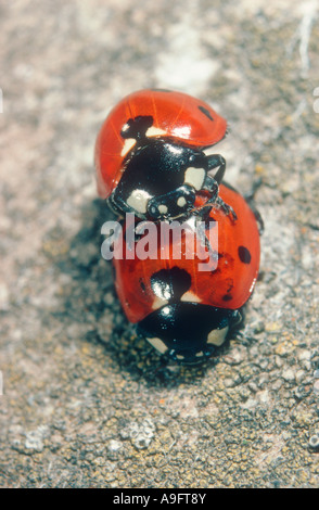 Sette-spot Coccinelle, Coccinella septempunctata. Coppia coniugata Foto Stock