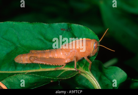 Grasshopper egiziano, Anacridium aegyptium. Ninfa sulla lamina Foto Stock