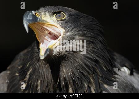 Aquila reale (Aquila chrysaetos), urlando Foto Stock