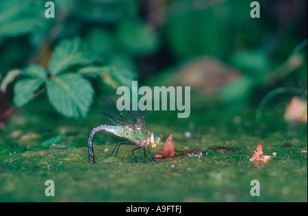 L'imperatore libellula, Anax imperator. Femmina di deposizione delle uova su stagno Foto Stock