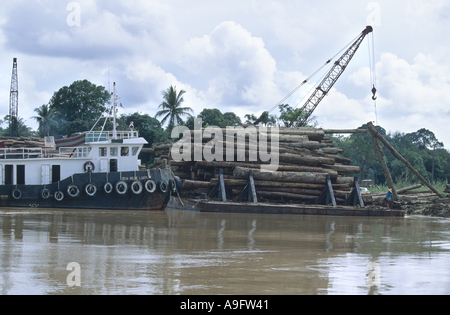 Registrazione di foresta pluviale, la spedizione dei registri, Borneo. Foto Stock