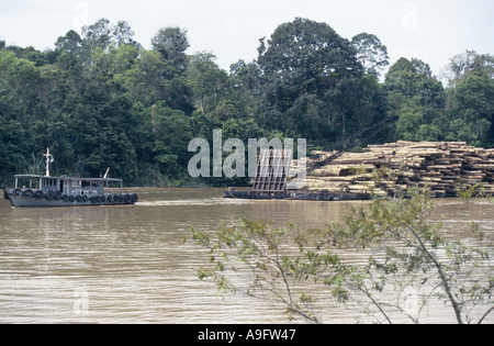 Registrazione di foresta pluviale, la spedizione dei registri, Borneo. Foto Stock