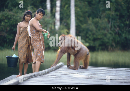 (Orangutan Pongo pygmaeus), madre con bambino in un centro di riabilitazione, Elemosinare il cibo, Borneo Kalimantan, Tanjung NP. Foto Stock