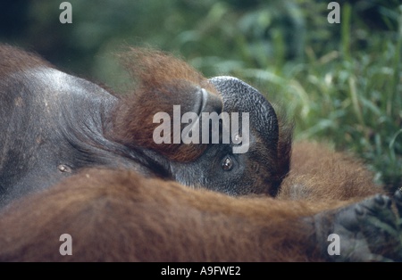 (Orangutan Pongo pygmaeus), maschio vecchio giacente sul retro ritratto, Borneo. Foto Stock