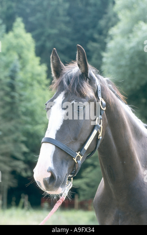 Gelderland cavallo, Gelderlander (Equus przewalskii f. caballus), ritratto, indossando briglia Foto Stock