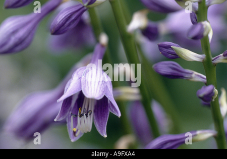 Piantaggine lily (Hosta ventricosa), infiorescenza Foto Stock