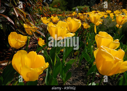 Tulipani gialli in fiore a Pashley Manor Tulip Festival Foto Stock