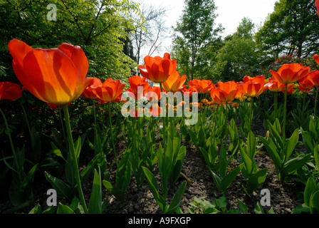 I tulipani in fiore al Pashley Manor Tulip Festival Foto Stock