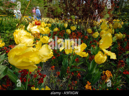 Tulipani e wallflowers in fiore a Pashley Manor Tulip Festival. Foto Stock