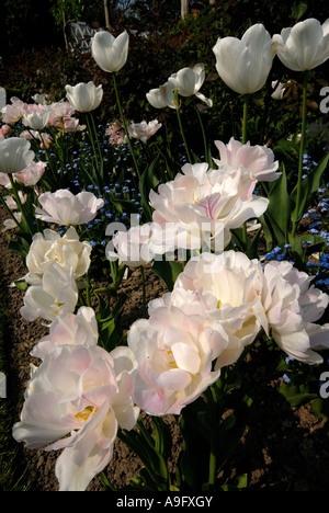 I tulipani in fiore a Pashley Manor Tulip Festival Foto Stock