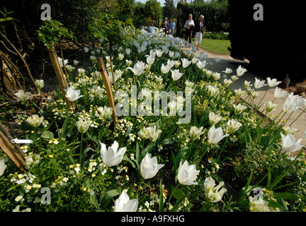 White tulipani in fiore al Pashley Manor Tulip festival Foto Stock