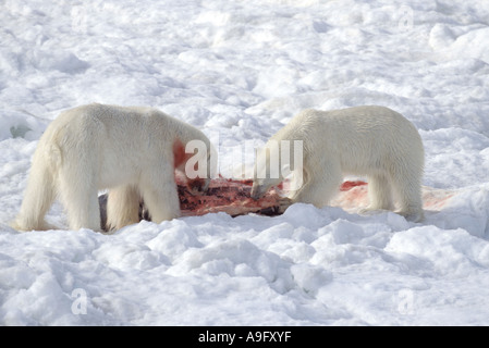 Orso polare (Ursus maritimus), due individui, alimentazione guarnizione catturata, Norvegia, Spitsbergen Foto Stock