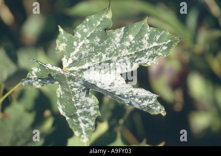 Norvegia (acero Acer platanoides), foglie con muffa Foto Stock