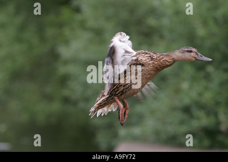 Il germano reale (Anas platyrhynchos), femmina in decollo, in Germania, in Renania settentrionale-Vestfalia Foto Stock