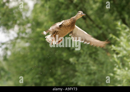 Il germano reale (Anas platyrhynchos), femmina in decollo, in Germania, in Renania settentrionale-Vestfalia Foto Stock