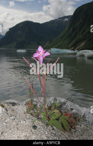 Willow-erba, Willow-erbaccia (Epilobium spec.), fioritura, USA, Alaska Foto Stock