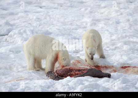 Orso polare (Ursus maritimus), due individui, alimentazione guarnizione catturata, Norvegia, Spitsbergen Foto Stock