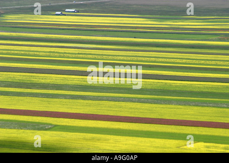 .Spettacolari fiori selvatici annuale sul piano Grande di Marche e Umbria in Italia attirano folle di turisti . Foto Stock