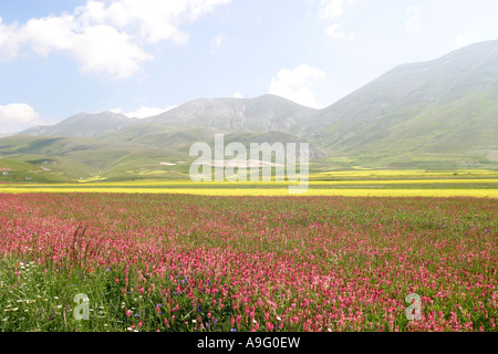 .Spettacolari fiori selvatici annuale sul piano Grande di Marche e Umbria in Italia attirano folle di turisti provenienti da tutto Euro Foto Stock