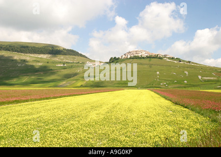 .Spettacolari fiori selvatici annuale sul piano Grande di Marche e Umbria in Italia attirano folle di turisti provenienti da tutto Euro Foto Stock