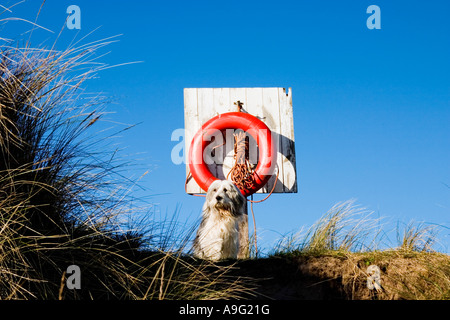 Il cane si fermò davanti a un salvagente nelle dune di sabbia sulla spiaggia di Alnmouth Northumberland Foto Stock