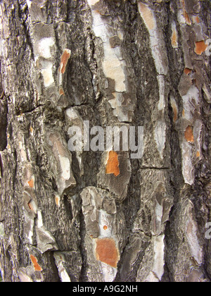 Pino di Aleppo (Pinus halepensis), corteccia, Spagna Maiorca Foto Stock