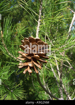 Pino di Aleppo (Pinus halepensis), cono singolo, Spagna Maiorca Foto Stock