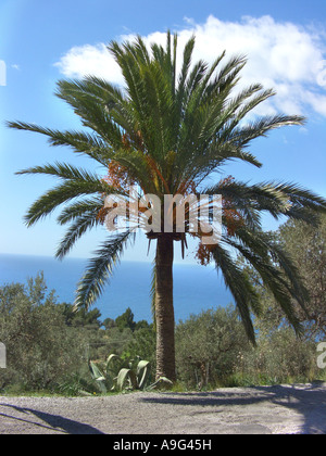 Data palm (Phoenix dactylifera), albero singolo con infructescences presso la costa, Spagna, Balearen, Maiorca Foto Stock