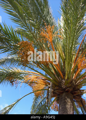 Data palm (Phoenix dactylifera), albero singolo con infructescences, Spagna, Balearen, Maiorca Foto Stock