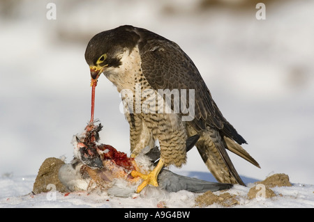 Falco pellegrino (Falco peregrinus), gorging colomba, GERMANIA Baden-Wuerttemberg Foto Stock