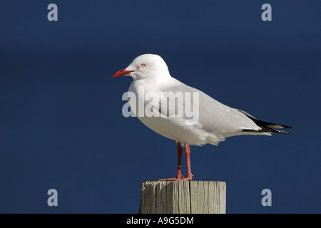 Gabbiano argento (Larus novaehollandiae), seduto su una pila, Australia, Victoria Foto Stock