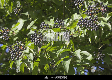 Corniolo, dogberry (Cornus sanguinea), ramoscelli con frutti maturi Foto Stock
