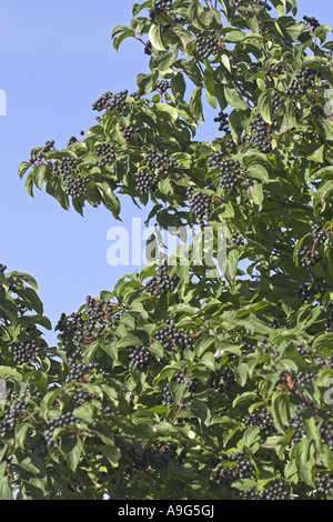 Corniolo, dogberry (Cornus sanguinea), ramoscelli con frutti maturi Foto Stock