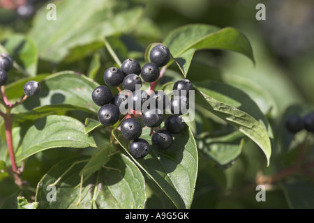 Corniolo, dogberry (Cornus sanguinea), ramoscello con frutti maturi Foto Stock