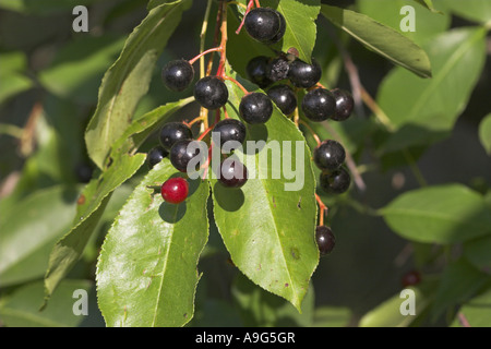 Wild amarena (Prunus serotina), frutti maturi Foto Stock