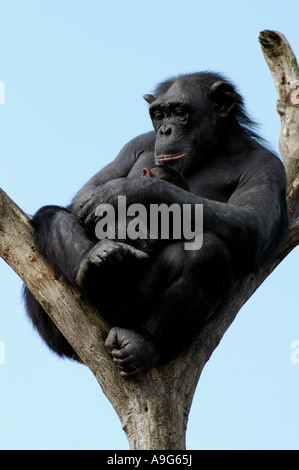 Scimpanzé comune (Pan troglodytes), femmina con cub seduta sul ramo Foto Stock