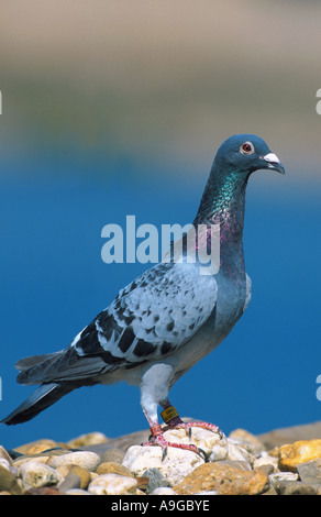 Il piccione domestico (Columba livia f. domestica), di inanellare il piccione viaggiatore, in Germania, in Renania settentrionale-Vestfalia Foto Stock