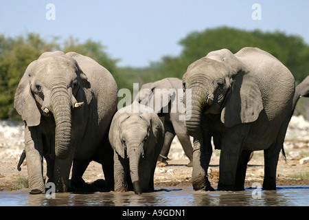 Elefante africano (Loxodonta africana), femmina elefanti con vitelli, bere, Namibia, Ovamboland, Etosha NP Foto Stock